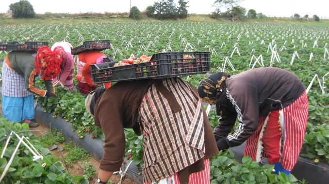 Recogida de fresa en Huelva