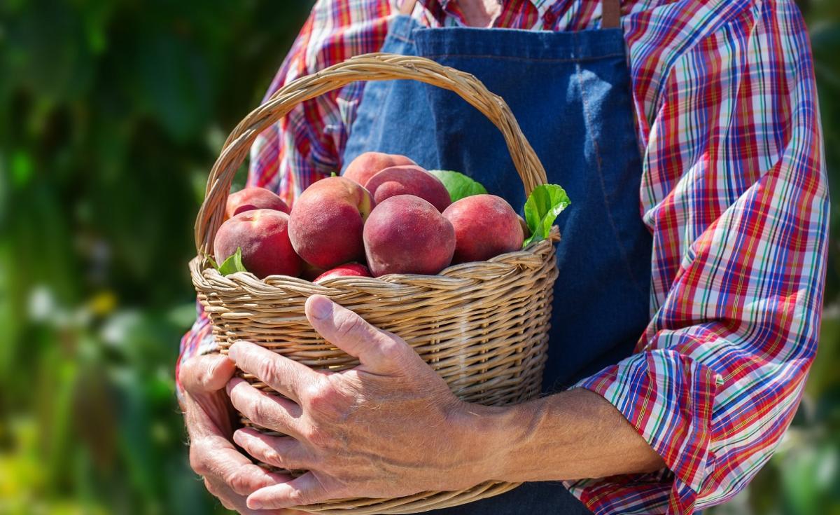 El paro cae por la recogida de la fruta de hueso en diferentes zonas productoras del país