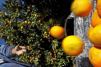 Naranjas