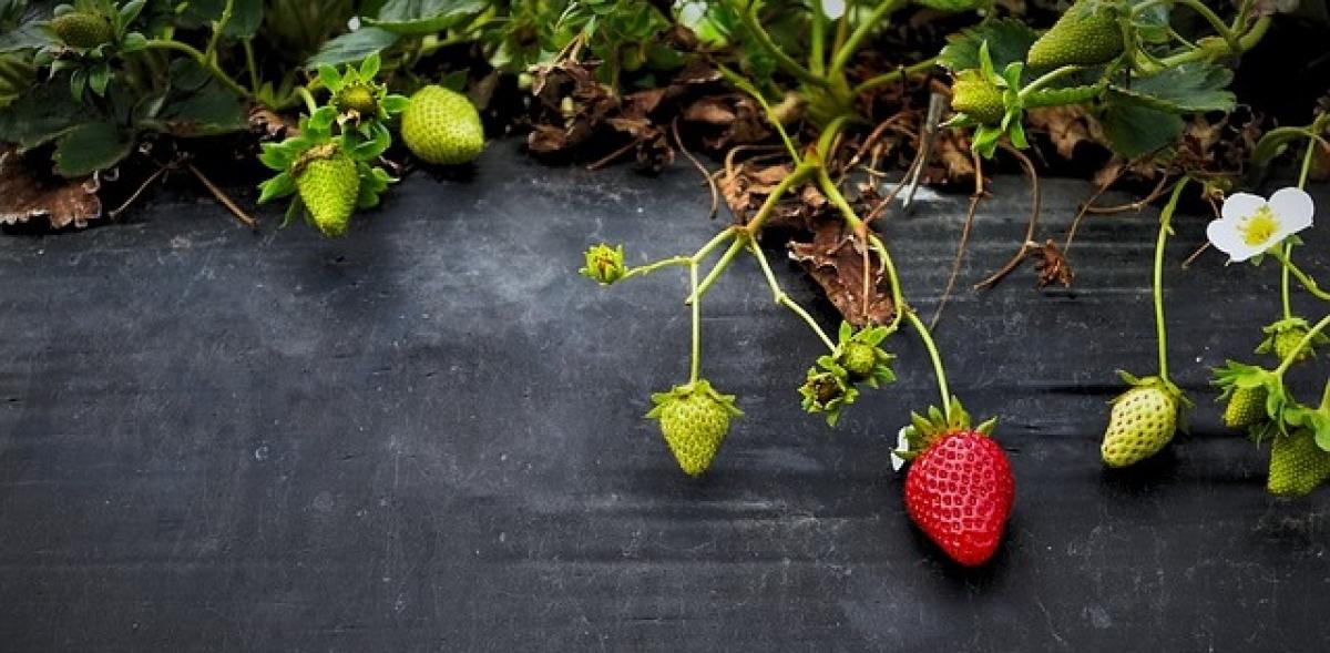 Estas actuaciones denigran el sector y atentan contra la economía de la zona