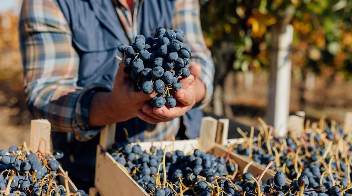 La vendimia acaba de arrancar y tendrá su impacto en el empleo