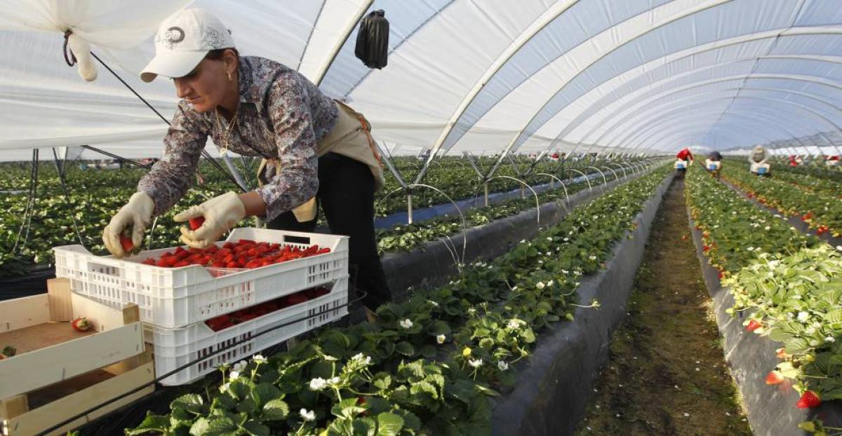 En los últimos doce meses se produjo un débil descenso del paro agrario