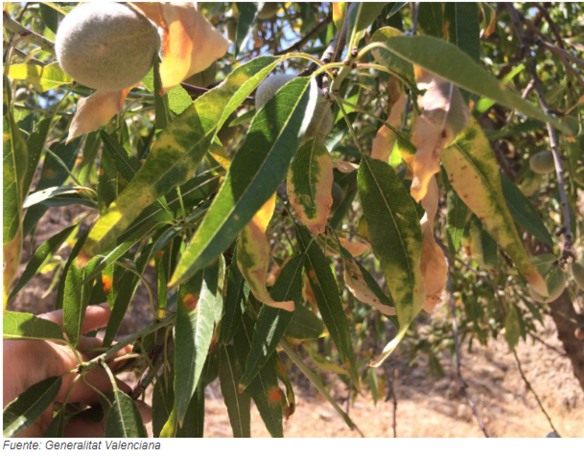 Efectos Xylella fastidiosa en almendro