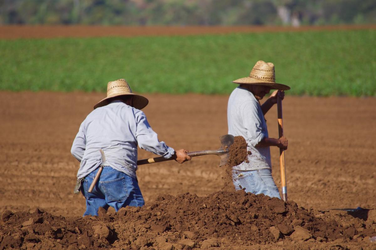 El 44,2% de la población agrícola parada se concentra en Andalucía