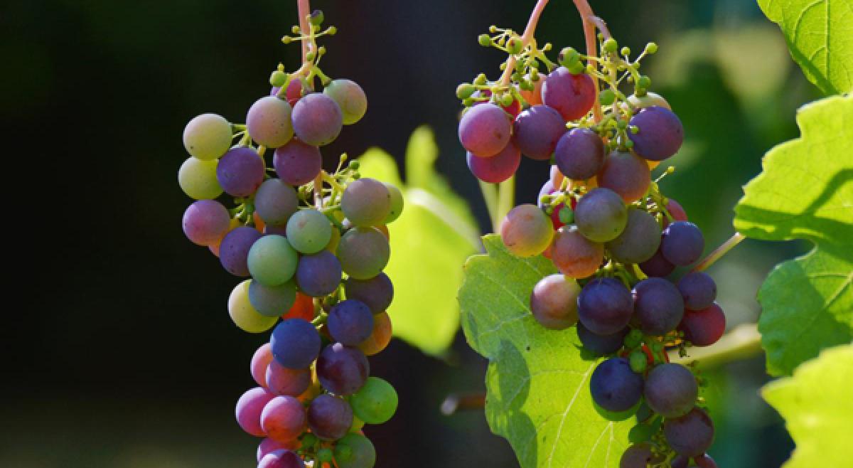 La campaña de la vendimia francesa comenzará en la semana del 21 de agosto