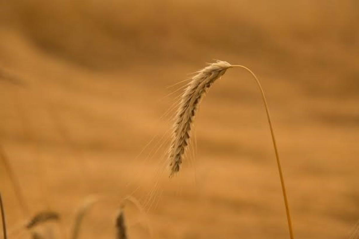 Campo de trigo