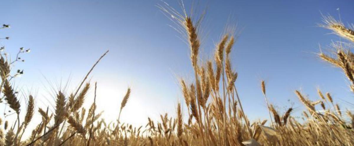 Se debe realizar un estudio riguroso del impacto de la sequía en el empleo