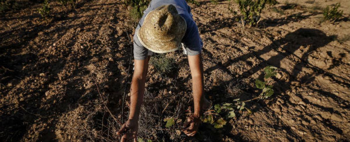 El Gobierno discrimina a los trabajadores y trabajadoras afectados por la sequía que no son de Extremadura y Andalucía