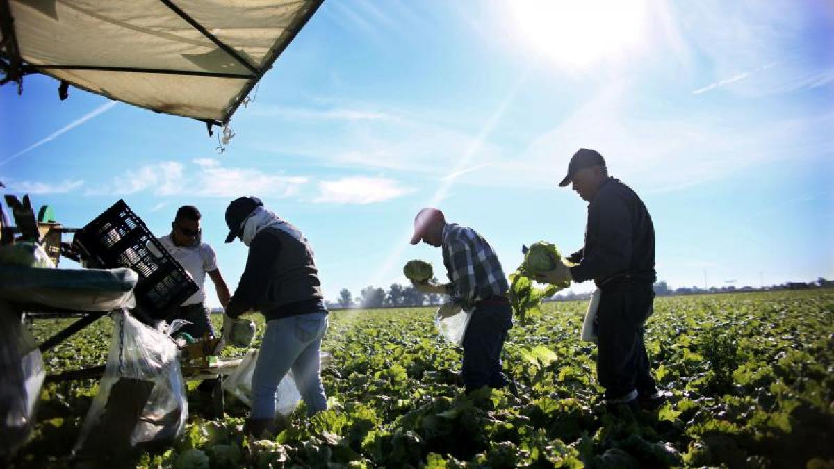 Las condiciones laborales del sector agrario son inasumibles