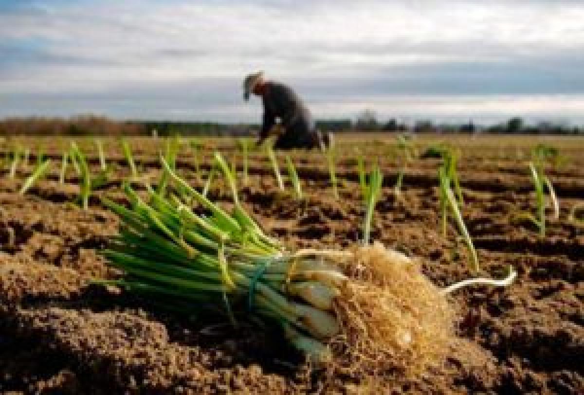 En el primer trimestre del año cayó la población activa en el campo