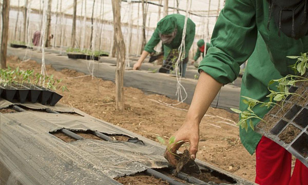 CCOO propone que se pongan en marcha planes eficaces de lucha contra el fraude y la explotación laboral