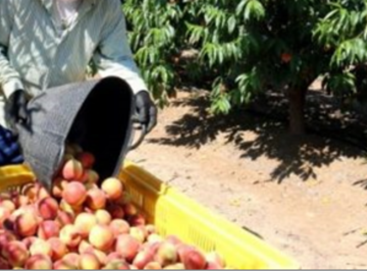 Recolecciones en explotaciones agrarias