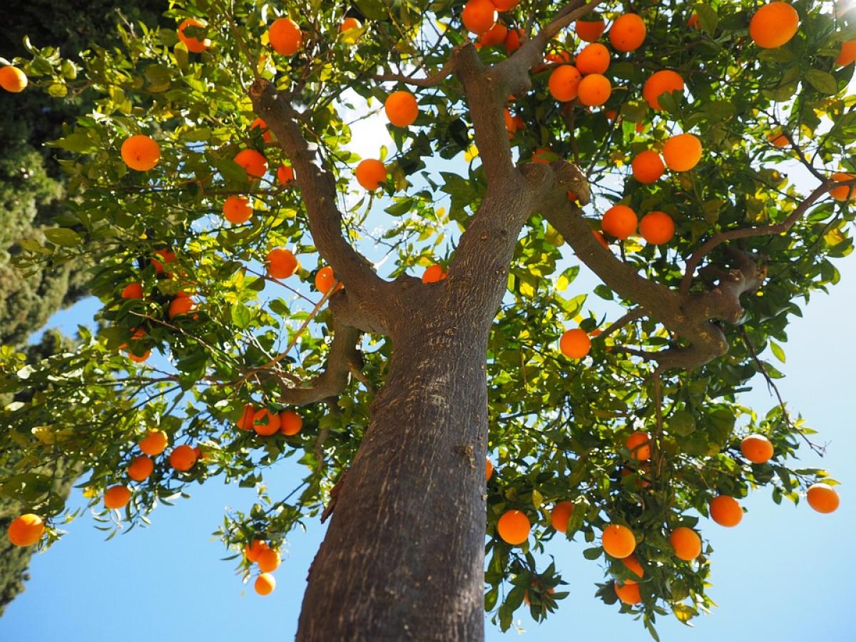 Sector agrario, árbol-naranjo