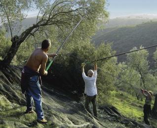 Recogida de aceituna