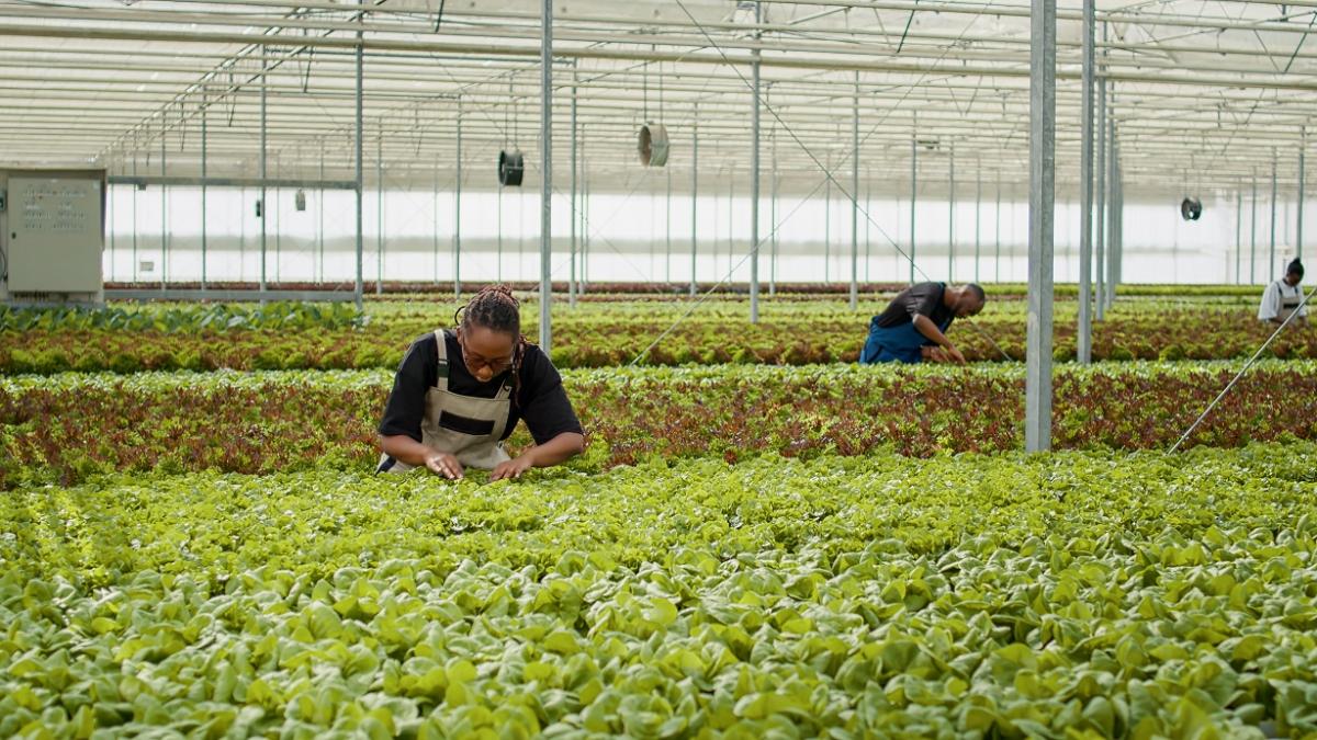 En los invernaderos las temperaturas son insostenibles





En los invernaderos las temperaturas se disparan