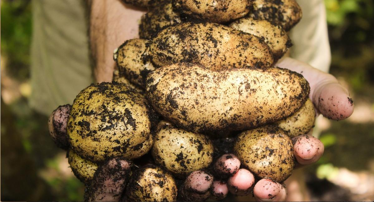 La patata, la vendimia y la fruta de temporada recortaron el paro el mes pasado